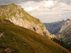 2013-09-08_6Falkenh-Steinfalk (021).JPG